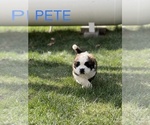 Small Photo #4 Saint Bernard Puppy For Sale in OKEANA, OH, USA
