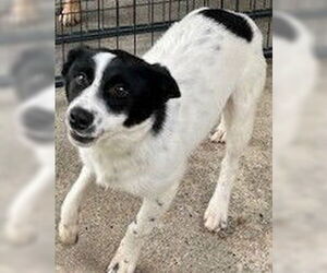 Feist Terrier-Unknown Mix Dogs for adoption in Newfoundland, PA, USA
