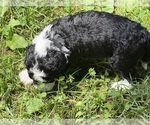 Small Photo #7 Aussiedoodle Puppy For Sale in SWANNANOA, NC, USA