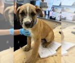 HUGO - Male Mutt Dog for Adoption - Small photo