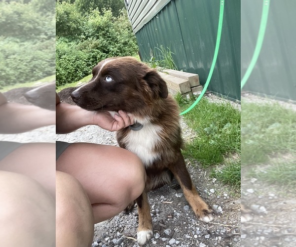Medium Photo #8 Australian Shepherd Puppy For Sale in BELMONT, VT, USA