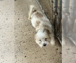 Image preview for Ad Listing. Nickname: Rocky