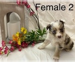Small Photo #2 Miniature Australian Shepherd Puppy For Sale in WHITEWATER, MO, USA