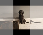Small Photo #1 Labradoodle Puppy For Sale in ORANGE PARK, FL, USA
