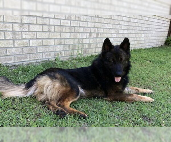 Medium Photo #3 German Shepherd Dog Puppy For Sale in Rocky Point, NC, USA