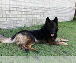 Small #2 German Shepherd Dog
