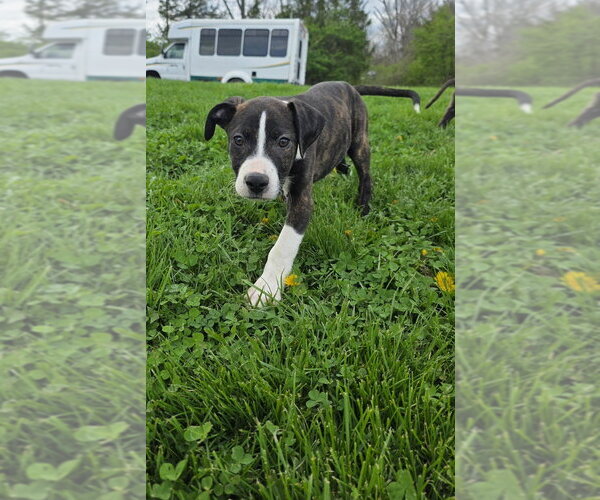 Medium Photo #1 Bogle Puppy For Sale in Aurora, IN, USA