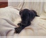 Small Photo #23 Great Dane Puppy For Sale in BARTLETT, IL, USA