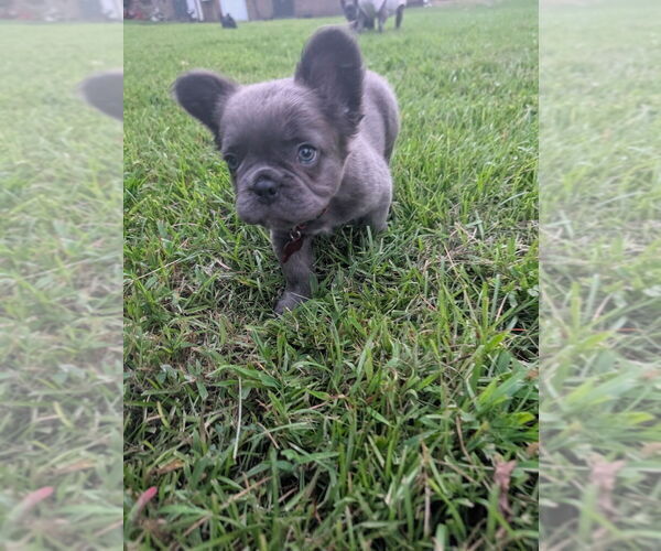 Medium Photo #4 French Bulldog Puppy For Sale in COLUMBUS, GA, USA