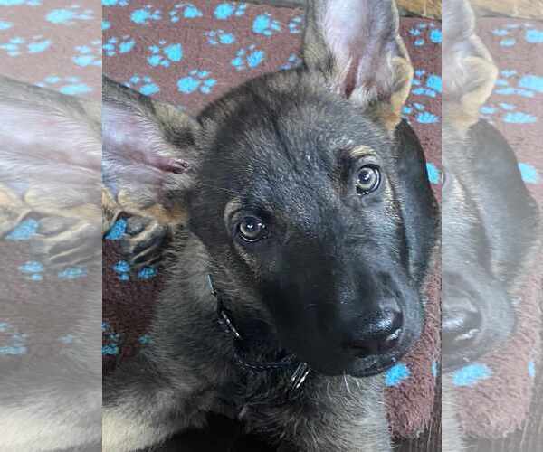 Medium Photo #1 German Shepherd Dog Puppy For Sale in Gretna, NE, USA