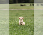 Small Photo #4 Golden Retriever Puppy For Sale in POWERS, OR, USA