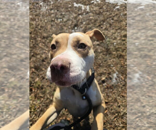 Medium Photo #6 Mutt Puppy For Sale in Glen Allen, VA, USA