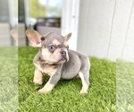 Small Photo #32 French Bulldog Puppy For Sale in ATHERTON, CA, USA