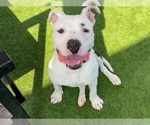 American Pit Bull Terrier Dogs for adoption in Orange, CA, USA