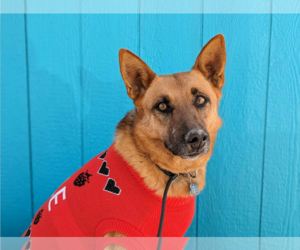 Sassy Pants - Female Mutt Dog for Adoption - Photo #8