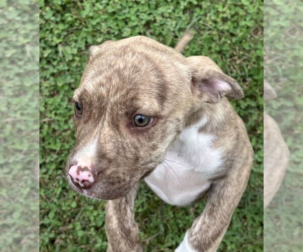 Medium Photo #7 American Pit Bull Terrier-Unknown Mix Puppy For Sale in Brewster, NY, USA