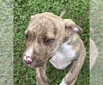 Small #6 American Pit Bull Terrier Mix