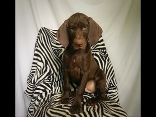German Shorthaired Pointer Puppy for sale in EAST EARL, PA, USA