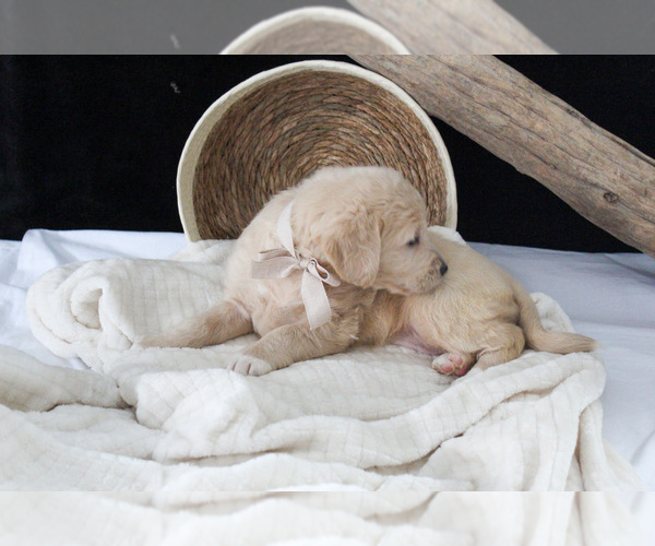 Medium Photo #10 Labradoodle Puppy For Sale in NAPPANEE, IN, USA