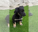 Small #2 Mutt