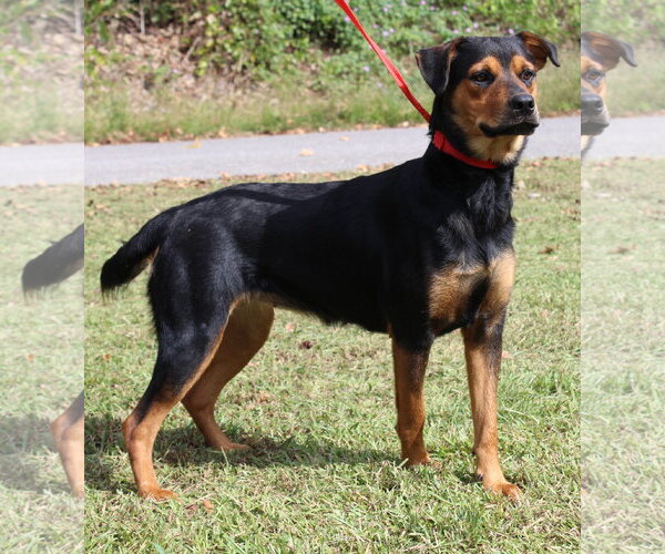 Medium Photo #3 Rottweiler-Unknown Mix Puppy For Sale in Prattville, AL, USA