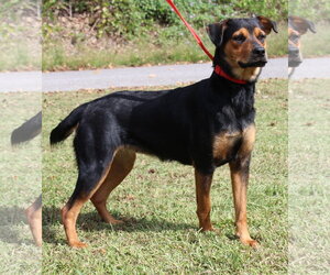 Wonder 44450 - Female Rottweiler-Unknown Mix Dog for Adoption - Photo #3