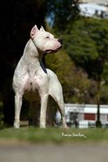 Dogo Argentino Puppy for sale in PLYMOUTH, UT, USA