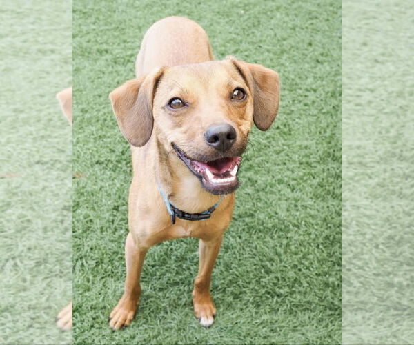 Medium Photo #3 Cheagle Puppy For Sale in phoenix, AZ, USA