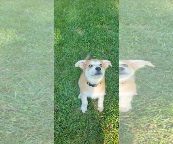 Medium Photo #4 Pyrenees Husky Puppy For Sale in Blairsville, GA, USA