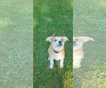 Small Photo #4 Pyrenees Husky Puppy For Sale in Blairsville, GA, USA