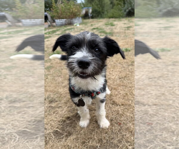 Medium Photo #1 Mutt Puppy For Sale in Bellevue, WA, USA