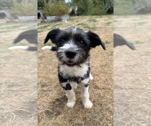 Mutt Dogs for adoption in Bellevue, WA, USA