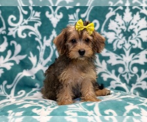 Poodle (Miniature)-Shorkie Tzu Mix Puppy for sale in LAKELAND, FL, USA