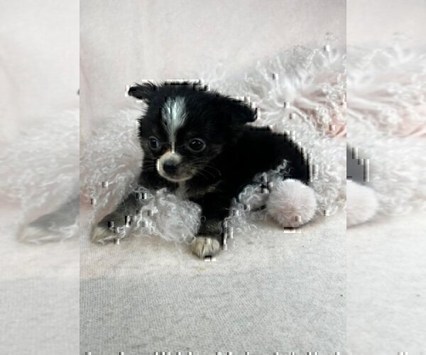 Medium Photo #11 Chihuahua Puppy For Sale in MIAMI, FL, USA