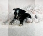 Small #10 Chihuahua