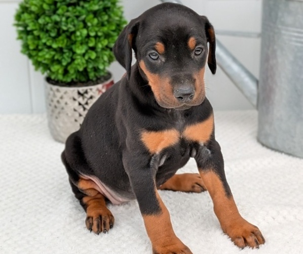 Medium Photo #16 Doberman Pinscher Puppy For Sale in GOSHEN, IN, USA