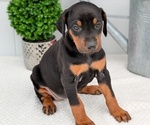 Small Photo #16 Doberman Pinscher Puppy For Sale in GOSHEN, IN, USA