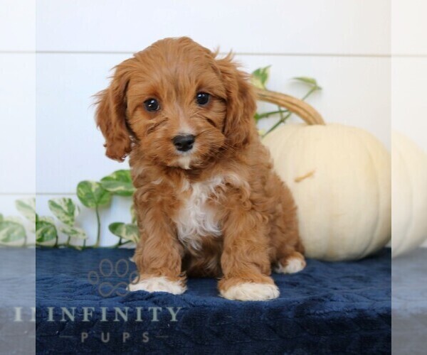 Medium Photo #5 Cavapoo Puppy For Sale in NARVON, PA, USA