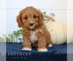 Small #4 Cavapoo