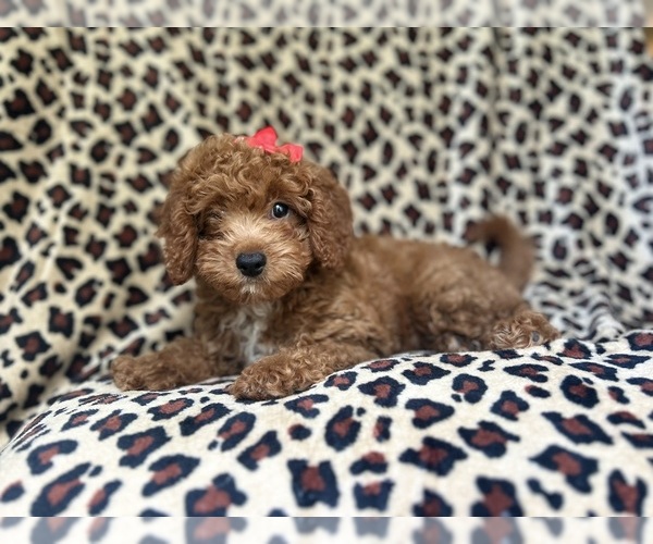 Medium Photo #4 Cavapoo Puppy For Sale in LAKELAND, FL, USA
