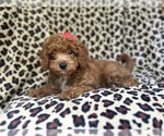 Small #3 Cavapoo