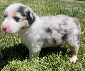 Medium Australian Shepherd
