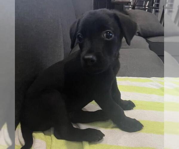 Medium Photo #2 Labrador Retriever-Unknown Mix Puppy For Sale in San Diego, CA, USA