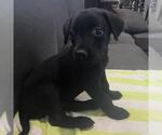 Small Photo #2 Labrador Retriever-Unknown Mix Puppy For Sale in San Diego, CA, USA