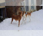 Small #11 German Shepherd Dog-Saluki Mix