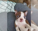Small Photo #9 Boston Terrier Puppy For Sale in MURRAY, UT, USA