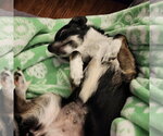 Small #2 Chihuahua Mix