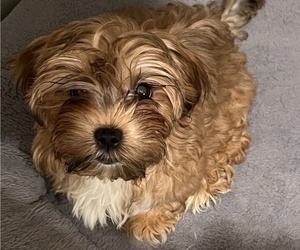 Shorkie Tzu Puppy for sale in NEW YORK, NY, USA