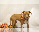PUMPKIN - Male Mutt Dog for Adoption - Small photo