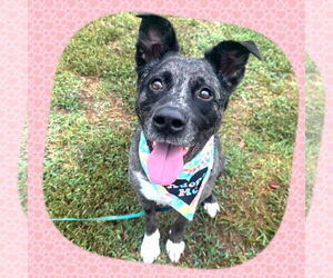 Border Collie-Catahoula Leopard Dog Mix Dogs for adoption in Columbus, IN, USA